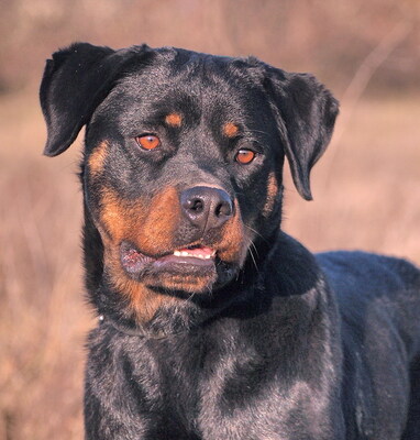 BRENDA - R E S E R V I E R T !!!!! überaus freundlich und menschenorientiert, bewegungsfreudig, intelligent, lernwillig, Rottweiler - Hündin