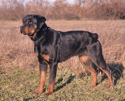 BRENDA - R E S E R V I E R T !!!!! überaus freundlich und menschenorientiert, bewegungsfreudig, intelligent, lernwillig, Rottweiler - Hündin