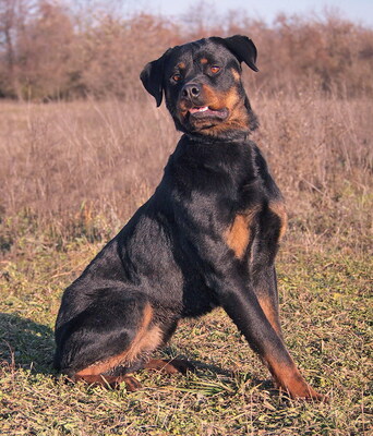 BRENDA - R E S E R V I E R T !!!!! überaus freundlich und menschenorientiert, bewegungsfreudig, intelligent, lernwillig, Rottweiler - Hündin