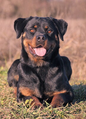 BRENDA - R E S E R V I E R T !!!!! überaus freundlich und menschenorientiert, bewegungsfreudig, intelligent, lernwillig, Rottweiler - Hündin