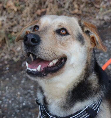 BRIAN Dino in Wien, Mischling - Rüde