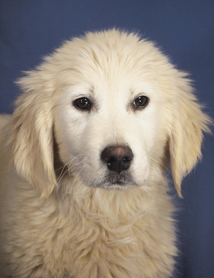 BRIAN - R E S E R V I E R T !!!!! sehr freundlich und aufgeschlossen, kuschelt gern, gelehrig, verspielt, lebhaft, katzenverträglich, anfangs ein wenig ängstlich, Golden Retriever Welpen - Rüde