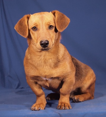 BRIAN - R E S E R V I E R T !!!!! sehr lieb und fröhlich, aufgeweckt, verschmust, lebhaft, klug, Dackel Mischling Welpen - Rüde