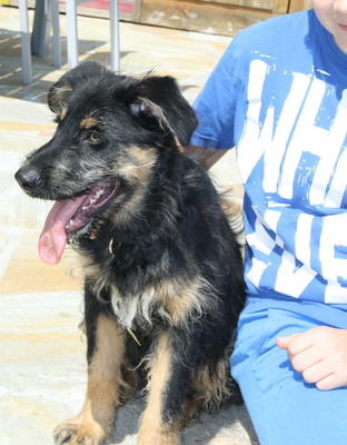 BRIAN Welpenbub, Mischling - Rüde