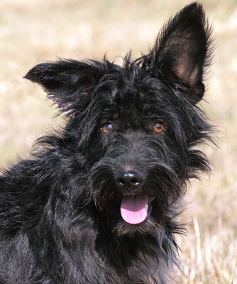 BRIAN - sehr freundlich und verschmust, lebhaft, verspielt, lernfreudig, fröhlich, Mischling (Video auf HP) - Rüde