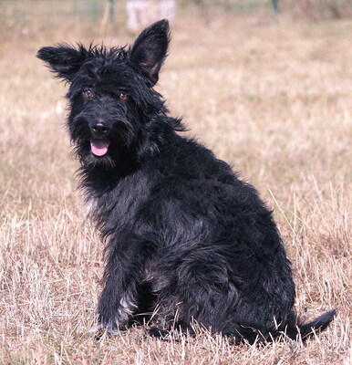 BRIAN - sehr freundlich und verschmust, lebhaft, verspielt, lernfreudig, fröhlich, Mischling (Video auf HP) - Rüde