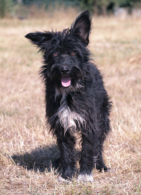 BRIAN - sehr freundlich und verschmust, lebhaft, verspielt, lernfreudig, fröhlich, Mischling (Video auf HP) - Rüde