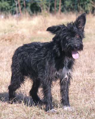 BRIAN - sehr freundlich und verschmust, lebhaft, verspielt, lernfreudig, fröhlich, Mischling (Video auf HP) - Rüde