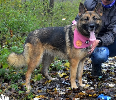 BRITA N16, Schäferhund-Mischling - Hündin