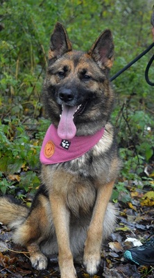 BRITA N16, Schäferhund-Mischling - Hündin