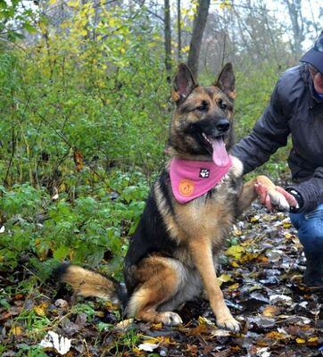 BRITA N16, Schäferhund-Mischling - Hündin