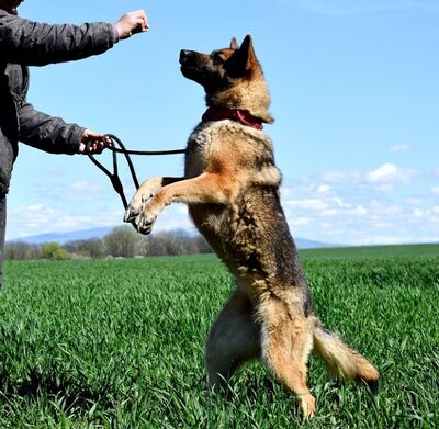 BRITA N16, Schäferhund-Mischling - Hündin