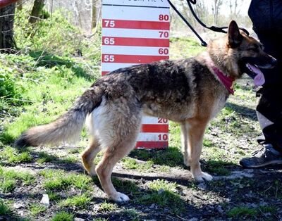 BRITA N16, Schäferhund-Mischling - Hündin