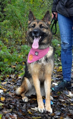 BRITA N16, Schäferhund-Mischling - Hündin