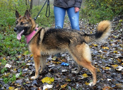 BRITA N16, Schäferhund-Mischling - Hündin