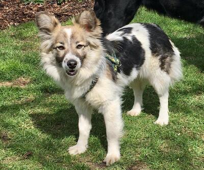 BRIXIE in Oberösterreich, Mischling - Hündin