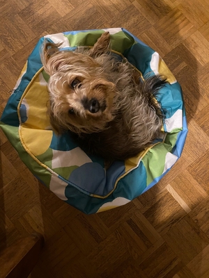 BROCCOLI (M)-TREU, SEHR ANHÄNGLICH, Yorkie Mix - Rüde