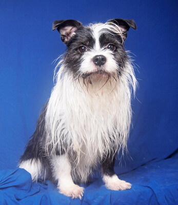 BRUCE - anhänglich, fröhlich, verschmust, lebhaft, intelligent, zunächst ängstlich, als Zweithund zu einer Hündin