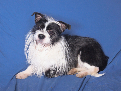 BRUCE - anhänglich, fröhlich, verschmust, lebhaft, intelligent, zunächst ängstlich, als Zweithund zu einer Hündin, Boston Terrier Mischling - Rüde