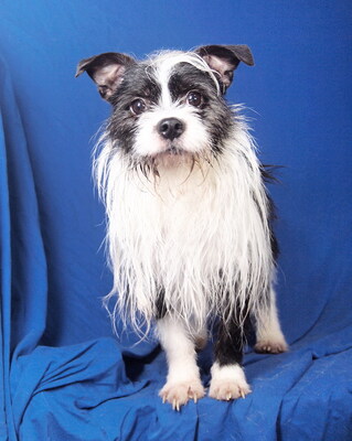 BRUCE - anhänglich, fröhlich, verschmust, lebhaft, intelligent, zunächst ängstlich, als Zweithund zu einer Hündin, Boston Terrier Mischling - Rüde