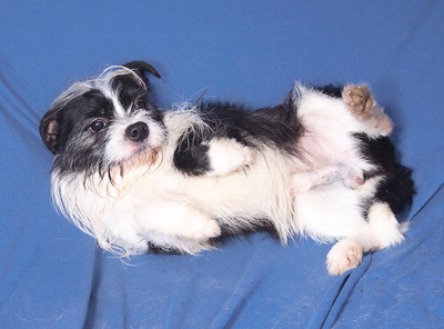 BRUCE - anhänglich, fröhlich, verschmust, lebhaft, intelligent, zunächst ängstlich, als Zweithund zu einer Hündin, Boston Terrier Mischling - Rüde