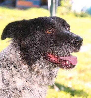 BRUNO - R E S E R V I E R T !!!!! WARTET SCHON SO LANGE!!!!! zu jedem freundlich und sehr treu, äußerst sanft, ausgeglichen, klug, Mischling (Video auf HP) - Betreuungsplatz OÖ - Rüde