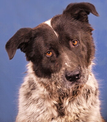 BRUNO - R E S E R V I E R T !!!!! WARTET SCHON SO LANGE!!!!! zu jedem freundlich und sehr treu, äußerst sanft, ausgeglichen, klug, Mischling (Video auf HP) - Betreuungsplatz OÖ - Rüde