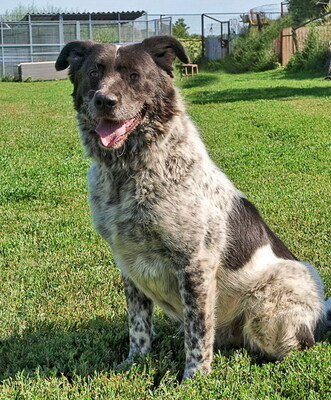 BRUNO - R E S E R V I E R T !!!!! WARTET SCHON SO LANGE!!!!! zu jedem freundlich und sehr treu, äußerst sanft, ausgeglichen, klug, Mischling (Video auf HP) - Betreuungsplatz OÖ - Rüde