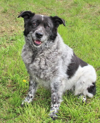 BRUNO - R E S E R V I E R T !!!!! WARTET SCHON SO LANGE!!!!! zu jedem freundlich und sehr treu, äußerst sanft, ausgeglichen, klug, Mischling (Video auf HP) - Betreuungsplatz OÖ - Rüde