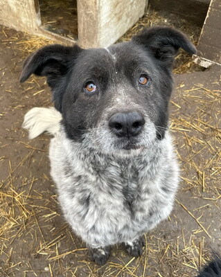 BRUNO - WARTET SCHON SO LANGE!!!!! zu jedem freundlich und sehr treu, äußerst sanft, ausgeglichen, klug, Mischling (Video auf HP) - Betreuungsplatz OÖ - Rüde