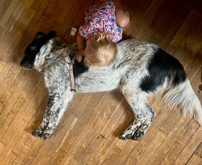 BRUNO - WARTET SCHON SO LANGE!!!!! zu jedem freundlich und sehr treu, äußerst sanft, ausgeglichen, klug, Mischling (Video auf HP) - Betreuungsplatz OÖ - Rüde