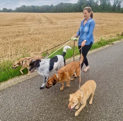 BRUNO - WARTET SCHON SO LANGE!!!!! zu jedem freundlich und sehr treu, äußerst sanft, ausgeglichen, klug, Mischling (Video auf HP) - Betreuungsplatz OÖ - Rüde