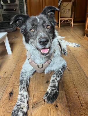 BRUNO - WARTET SCHON SO LANGE!!!!! zu jedem freundlich und sehr treu, äußerst sanft, ausgeglichen, klug