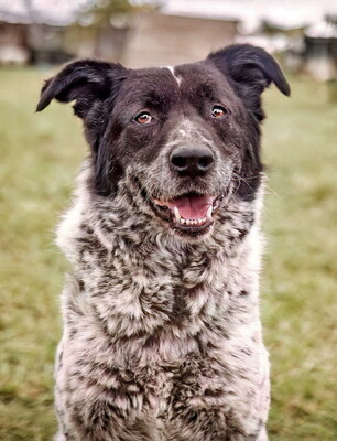 BRUNO - WARTET SCHON SO LANGE!!!!! zu jedem freundlich und sehr treu, äußerst sanft, ausgeglichen, klug, Mischling (Video auf HP) - Betreuungsplatz OÖ - Rüde