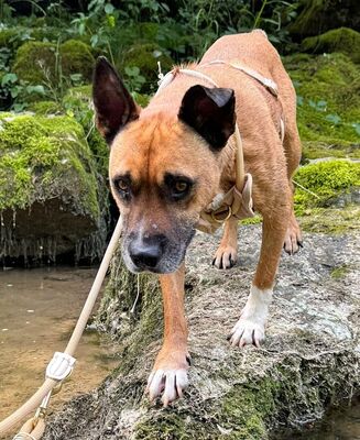 BRUNO - verschmust, menschenbezogen, fröhlich, gutmütig, zutraulich, anhänglich, aktiv, lebenslustig, bewegungsfreudig, neugierig, American Pitbull Terrier Mischling (Video-Link vorhanden) - Österreich - Rüde