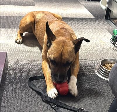 BRUNO - verschmust, menschenbezogen, fröhlich, gutmütig, zutraulich, anhänglich, aktiv, lebenslustig, bewegungsfreudig, neugierig, American Pitbull Terrier Mischling (Video-Link vorhanden) - Österreich - Rüde