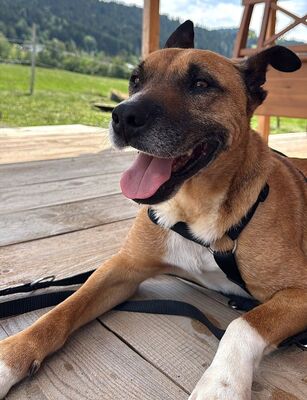 BRUNO - verschmust, menschenbezogen, fröhlich, gutmütig, zutraulich, anhänglich, aktiv, lebenslustig, bewegungsfreudig, neugierig, American Pitbull Terrier Mischling (Video-Link vorhanden) - Österreich - Rüde