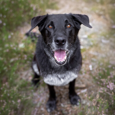 BUBI BALOU, Labrador-Schäfer-Mix - Rüde