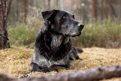 BUBI BALOU, Labrador-Schäfer-Mix - Rüde
