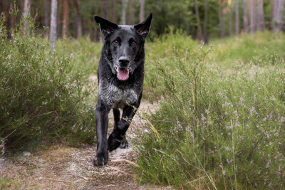 BUBI BALOU, Labrador-Schäfer-Mix - Rüde
