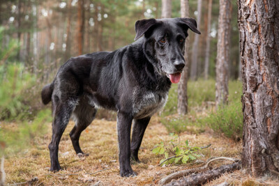 BUBI BALOU, Labrador-Schäfer-Mix - Rüde