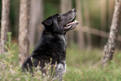 BUBI BALOU, Labrador-Schäfer-Mix - Rüde