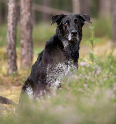 BUBI BALOU, Labrador-Schäfer-Mix - Rüde
