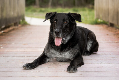 BUBI BALOU, Labrador-Schäfer-Mix - Rüde