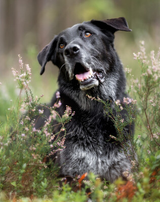 BUBI BALOU, Labrador-Schäfer-Mix - Rüde