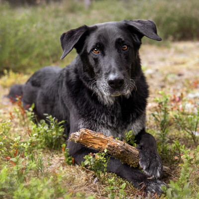 BUBI BALOU, Labrador-Schäfer-Mix - Rüde