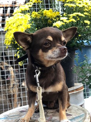 BUBINO, Chihuahua - Rüde