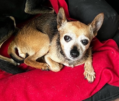 BUDDY, Chihuahua - Rüde