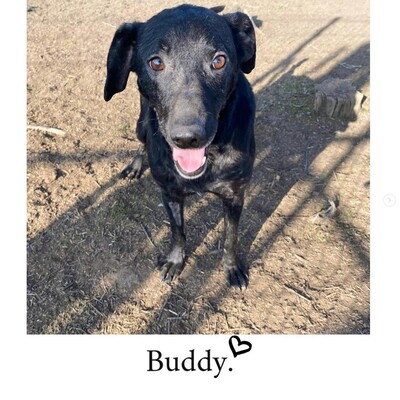 BUDDY, Mischling - Rüde