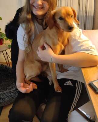 BUDDY, Pinschermix - Rüde